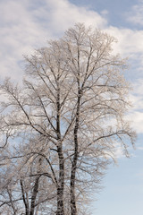 winter trees in cold day