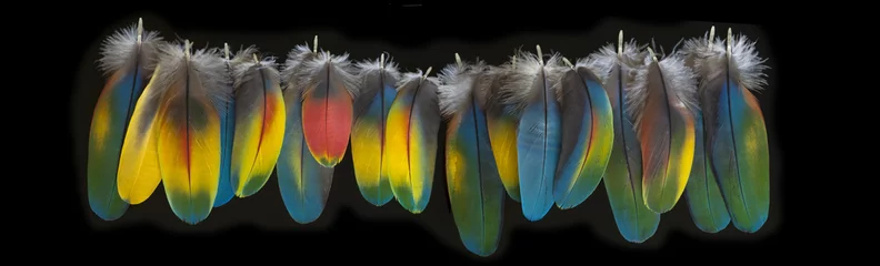 Foto op Plexiglas Macaw feather isolated on black background. BIg panorama. © Ana Tramont