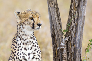 Cheetah rests under tree in Serengeti