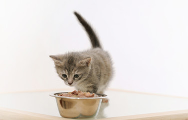 adorable furry kitten observing cat food in the bowl on white ba