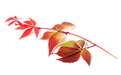 Branch of autumn grapes leaves (Parthenocissus quinquefolia foli