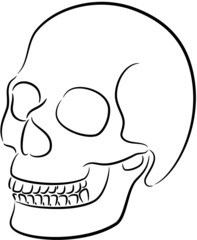 Skull