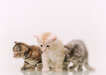 three adorable furry kittens on white background