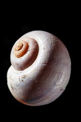 shell on black background