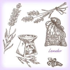Collection of hand drawn plant lavender. Vector illustration
