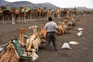 pastor de camellos en el desierto