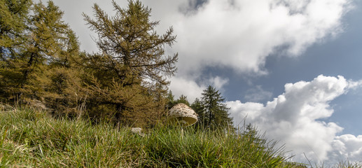 Macrolepiota procera