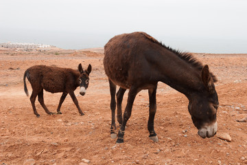 Fototapeta premium Brown donkey