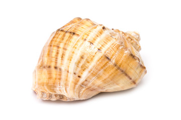 Sea Shell Isolated On White