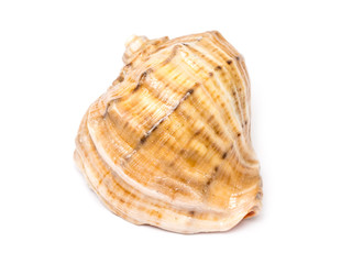Sea Shell Isolated On White