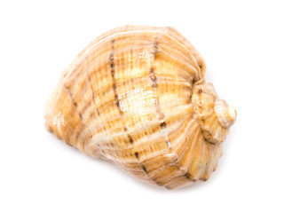 Sea Shell Isolated On White