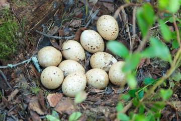 Nest of the Lyrurus tetrix, Black Grouse.