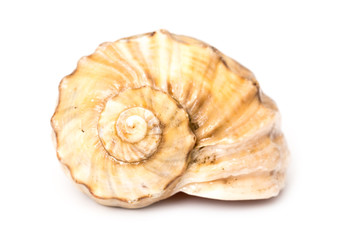 Sea Shell Isolated On White