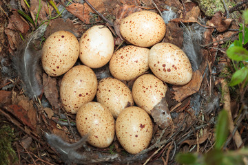 Nest of the Lyrurus tetrix, Black Grouse.