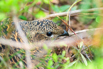 Nest of the Lyrurus tetrix, Black Grouse.