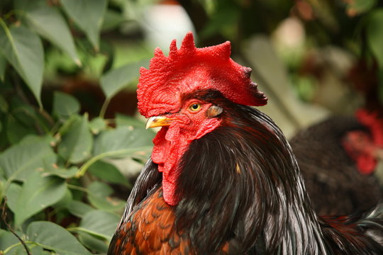 Black and red rooster portrait