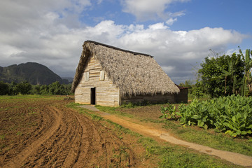 Fototapeta na wymiar Small barn for air-curing of tobacco in Pinar del Rio in Cuba