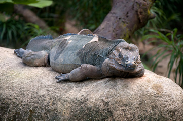 Iguana (Amblyrhynchus cristatus) resting on rocks