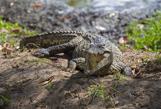 Crocodile in Guama