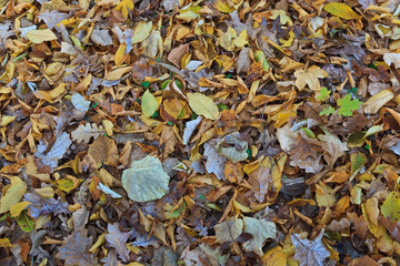 autumn leaves