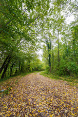 Pathway through the autumn forest