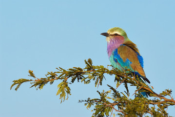 Lilac breasted roller perched on a branch