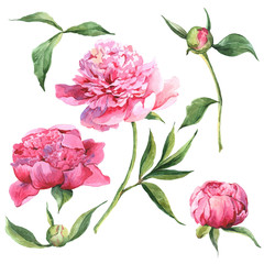 Set of watercolor floral design elements.