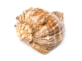 Marine Sea Shell Isolated On White Background