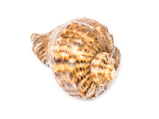Marine Sea Shell Isolated On White Background