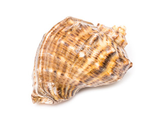 Marine Sea Shell Isolated On White Background