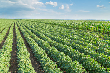 Fototapeta na wymiar Soybean field ripening, agricultural landscape