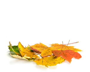 a pile of autumn maple leaves on white background