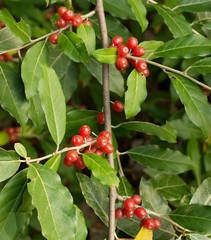 Ripe Autumn Olive Berries (Elaeagnus Umbellata)