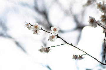 白梅と空