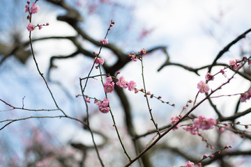 梅と空