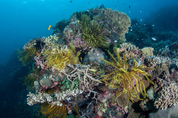 Fototapeta na wymiar Vibrant Pacific Reef