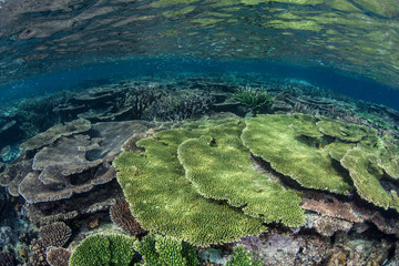 Table Corals in Shallows