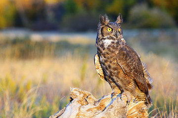 Great horned owl sitting on a stump