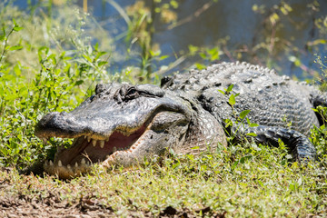 Brazos Bend State Park
