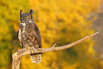 Great horned owl sitting on a stick