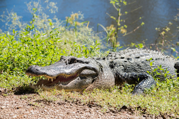 Brazos Bend State Park