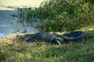 Brazos Bend State Park
