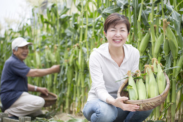 Obraz premium トウモロコシの収穫