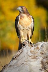 Red-tailed hawk sitting on a stump