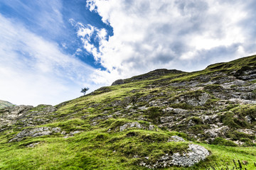 Lone survival tree on a rocky mountain ridge
