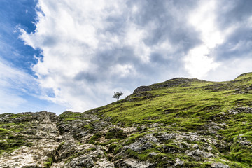 Lonely tree on a mountain ridge