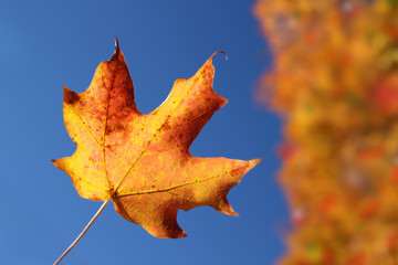 Orange maple leaf in Autumn