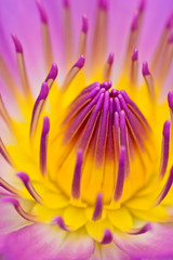 purle yellow water lily for abstact background
