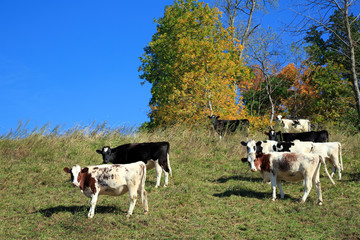 Cows Grazing on Hillside