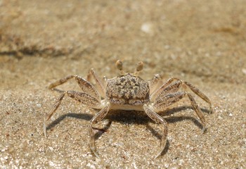 The Crab on the beach in Thailand